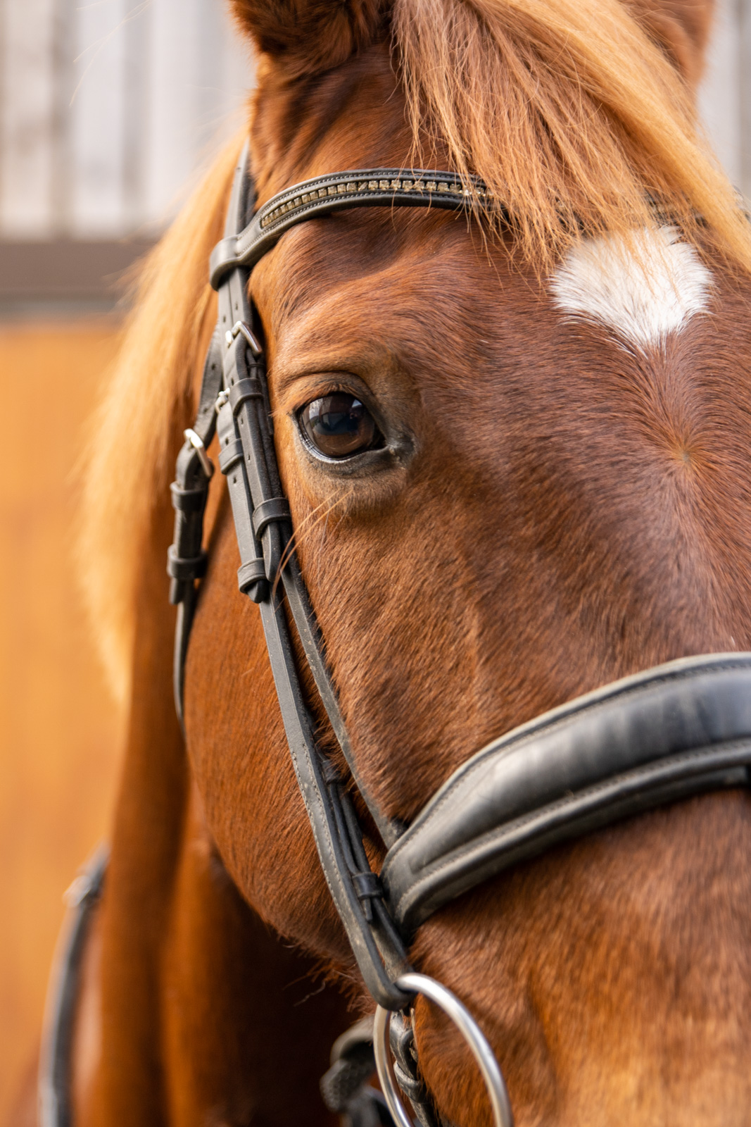 Equivet (Web)-00209