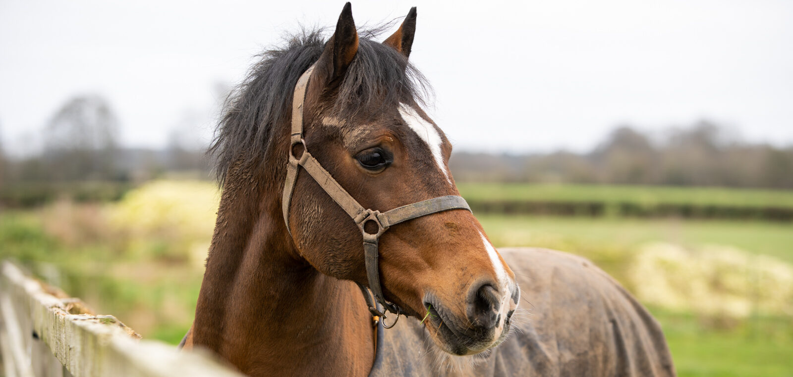 Equivet (Web)-01094