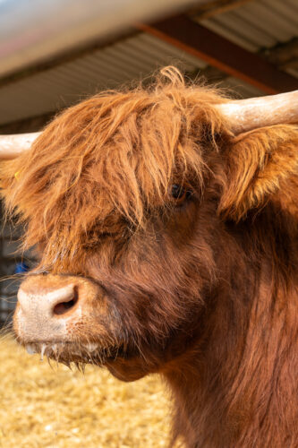 Galedin Veterinary Group - Farm (Web) 035