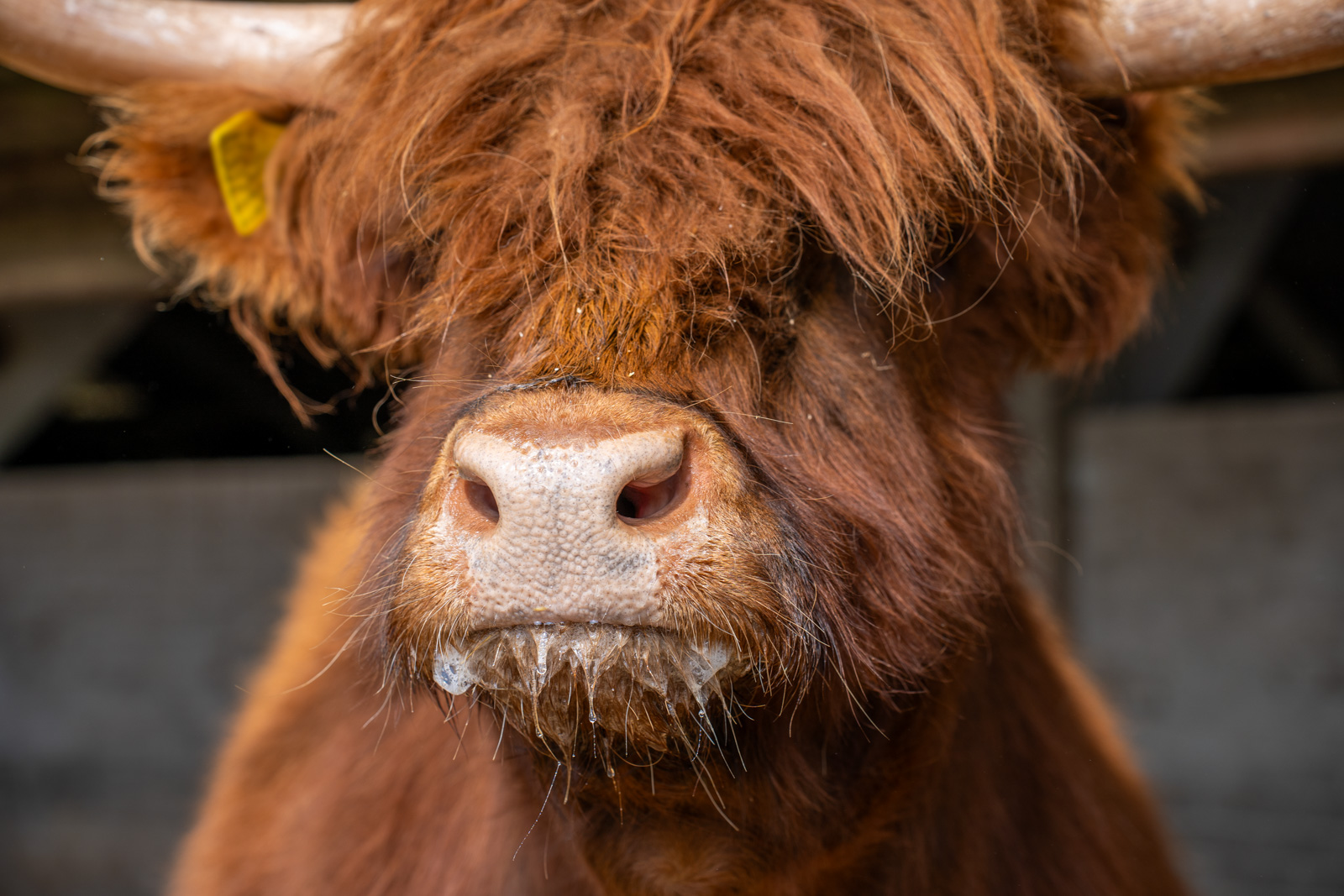 Galedin Veterinary Group - Farm (Web) 037