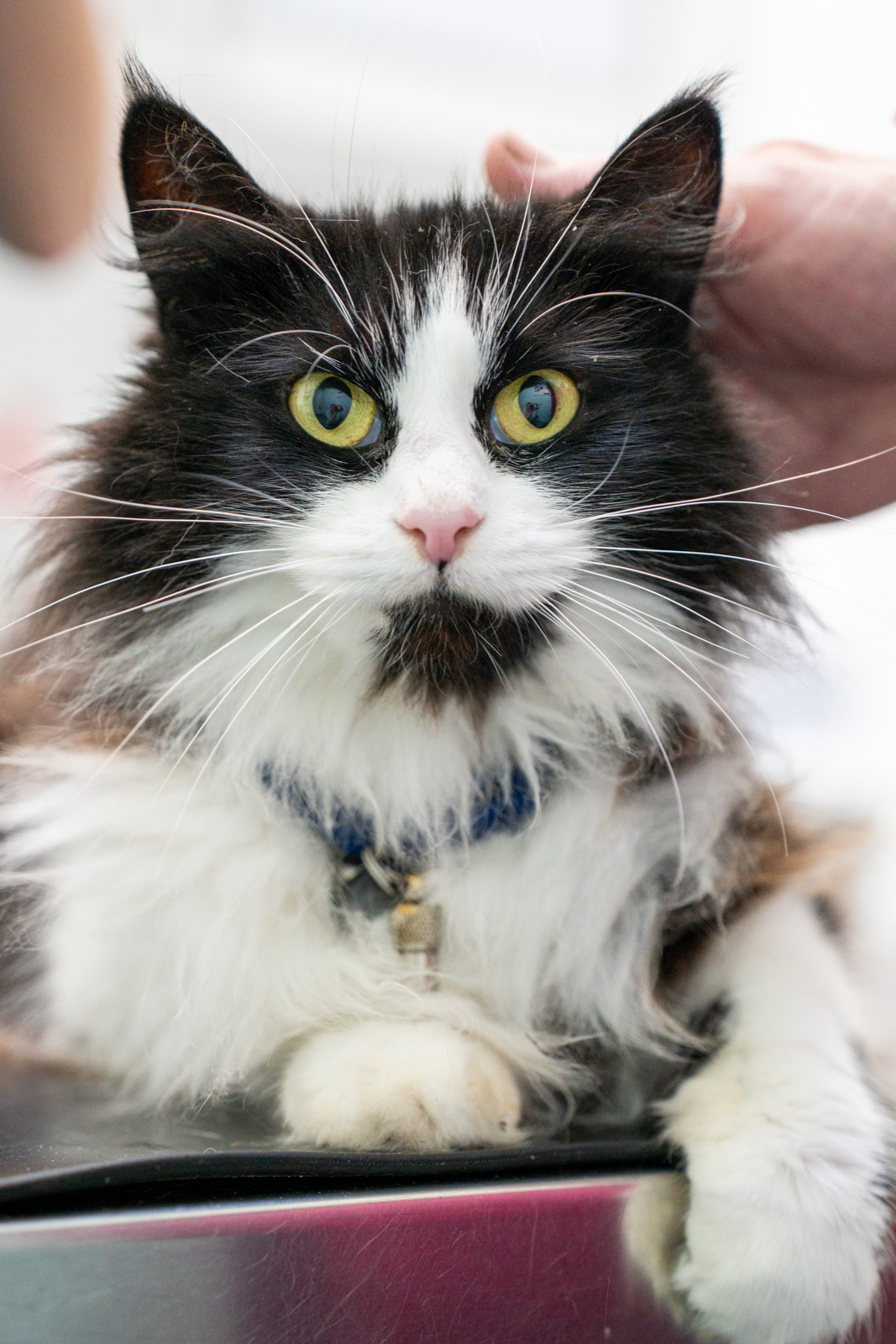 Heywood Veterinary Centre (Web) 091