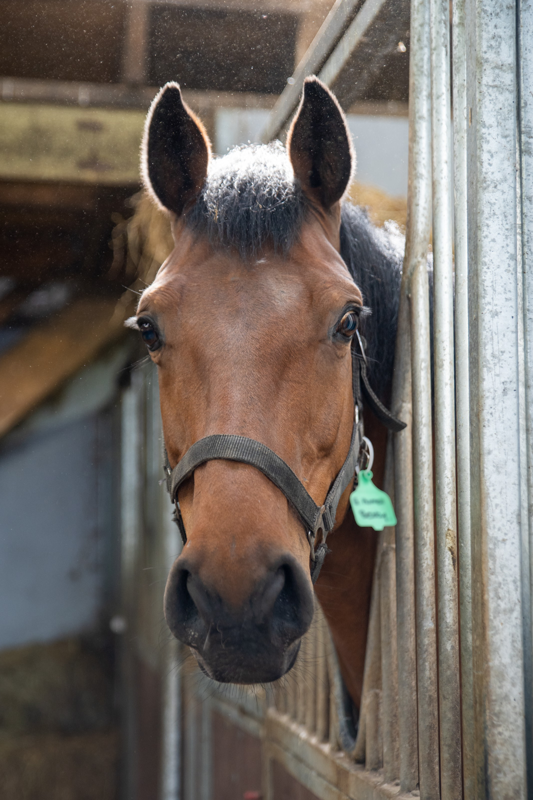 Parklands Equine (Web) 030