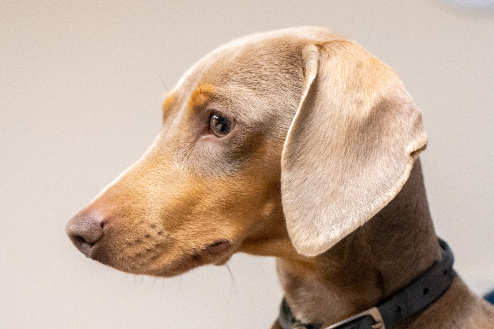 Senior Dogs (Web) 008