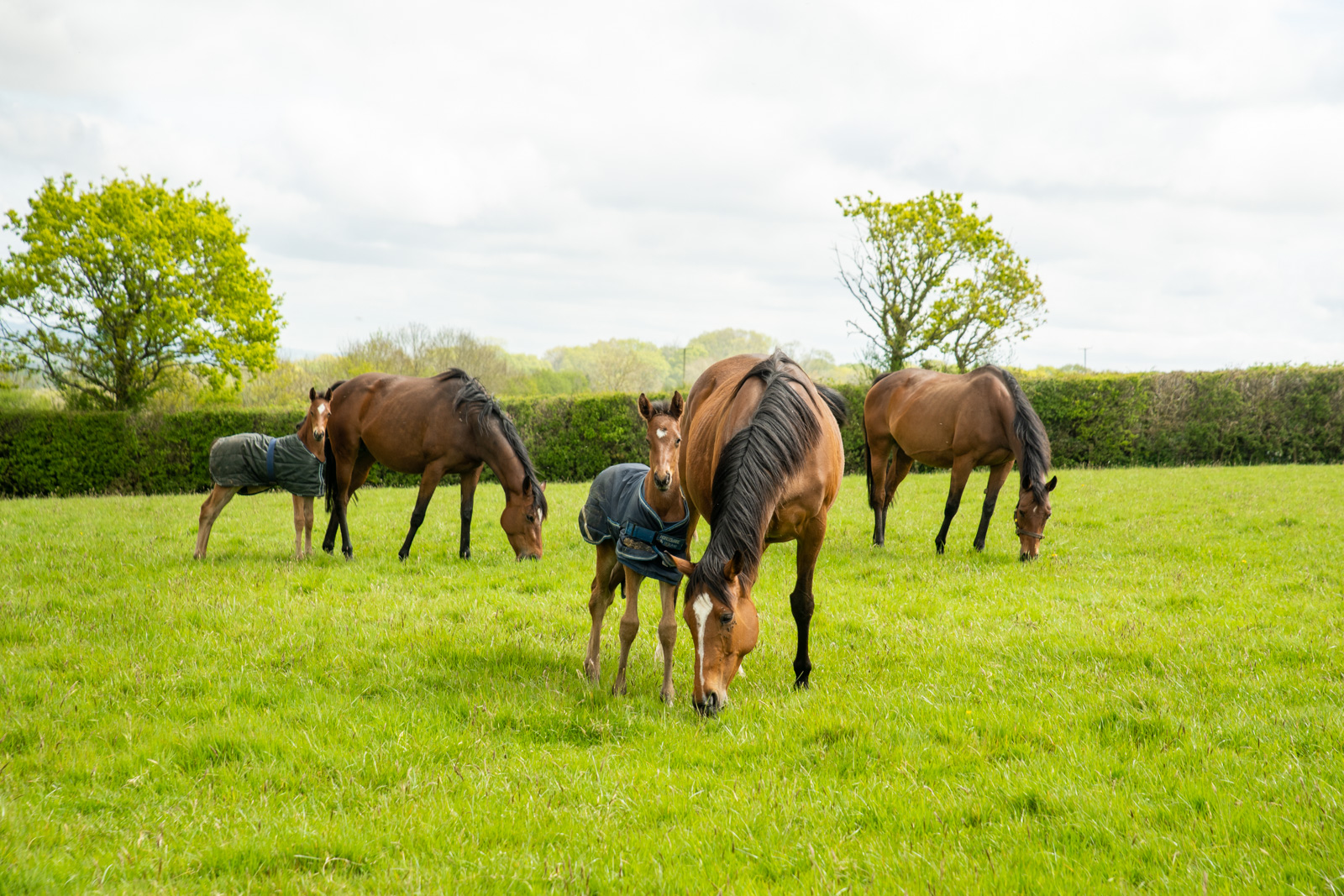 Stringer Equine (Web)-86