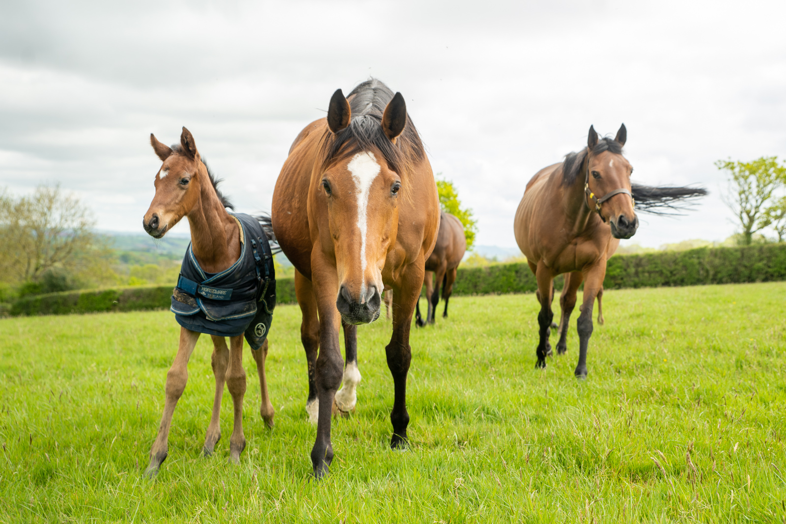 Stringer Equine (Web)-89