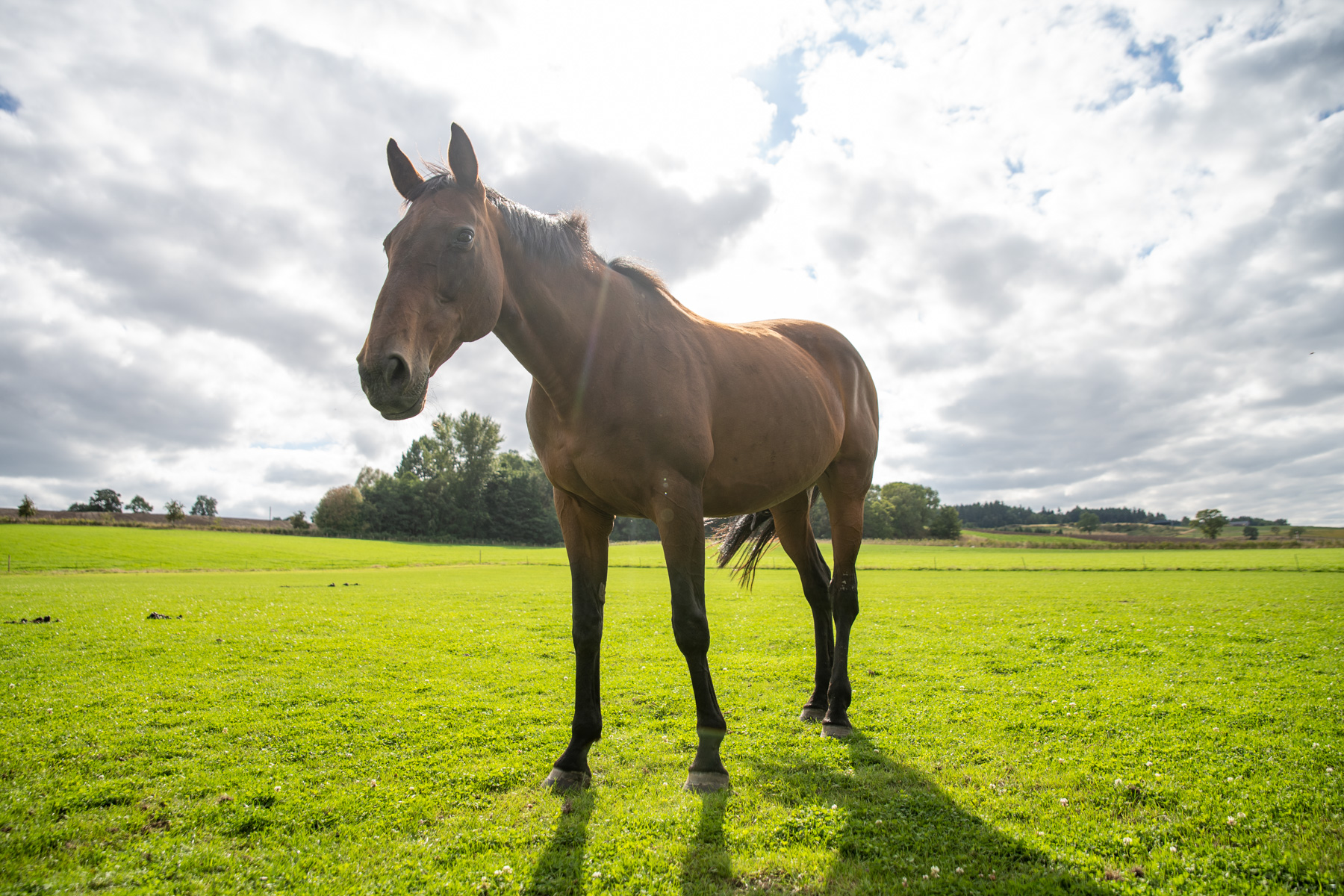 Tay Valley Vets (Web) 146