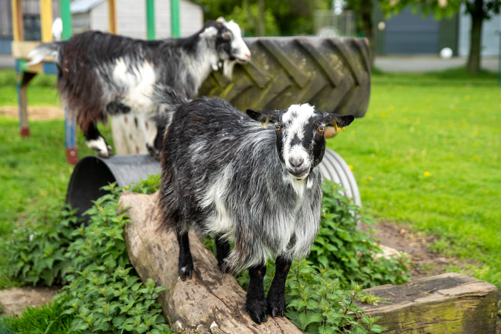 Willows Farm Vets (Web) 028