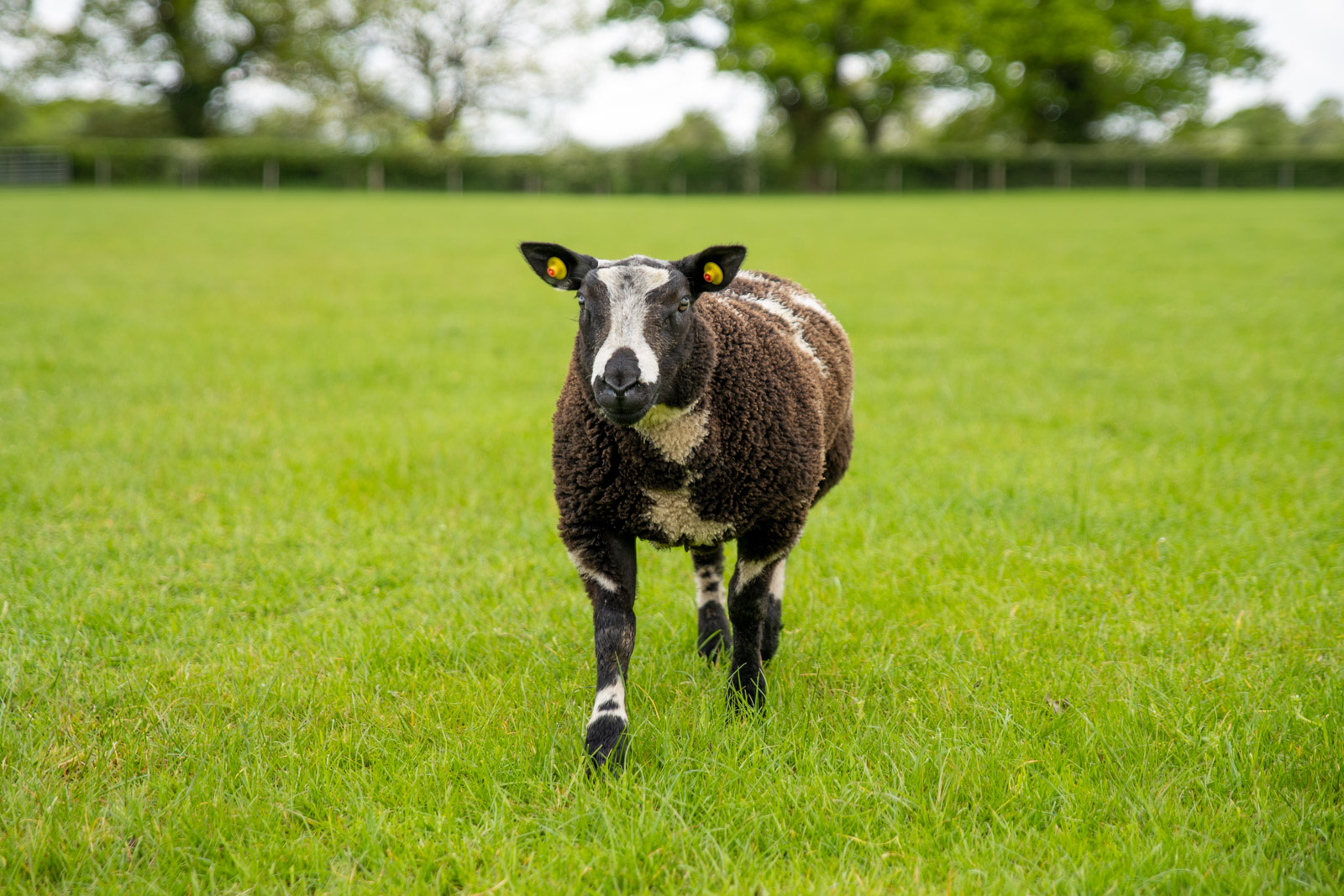 Willows Farm Vets (Web) 057