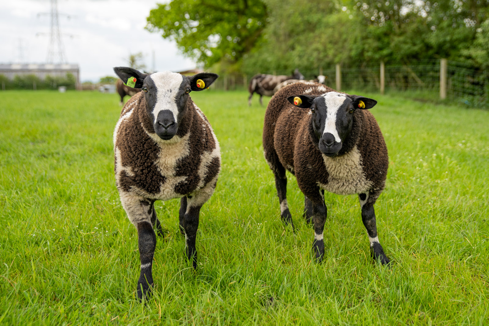 Willows Farm Vets (Web) 059