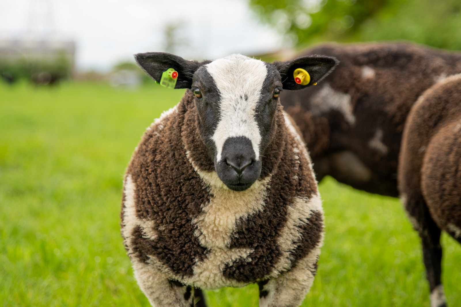 Willows Farm Vets (Web) 060