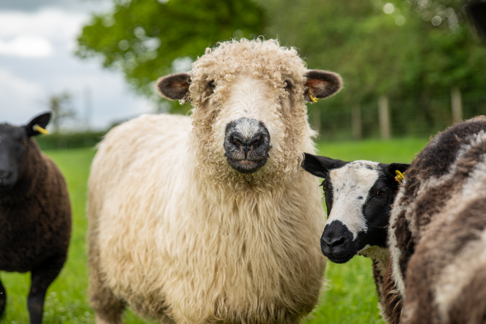 Willows Farm Vets (Web) 064